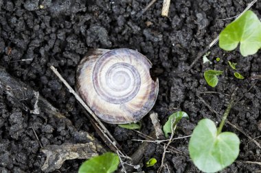 Orchard salyangoz (helix pomatia)