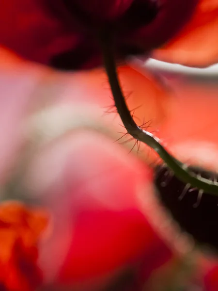 Okvětní lístky máku pozadí — Stock fotografie