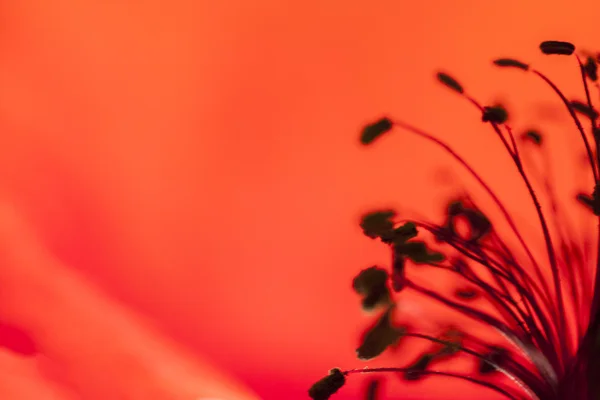 Papavero petali sfondo — Foto Stock