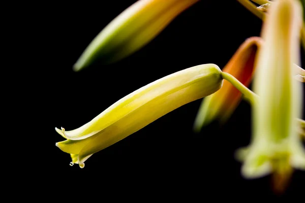 Aloe vera květ — Stock fotografie