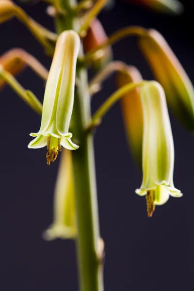 Flor de aloé vera — Fotografia de Stock