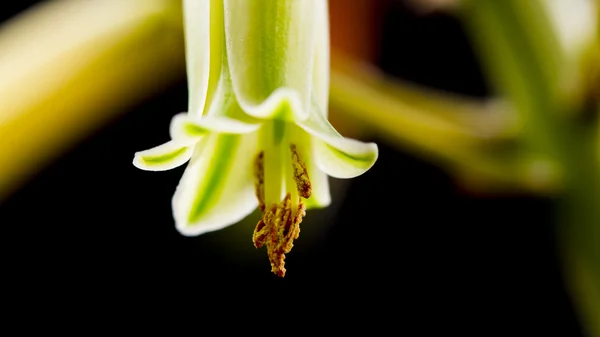 Aloe vera blomma — Stockfoto