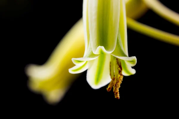 Aloe vera blomma — Stockfoto