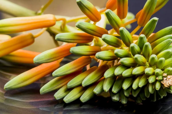 Aloe vera flower — Stock Photo, Image