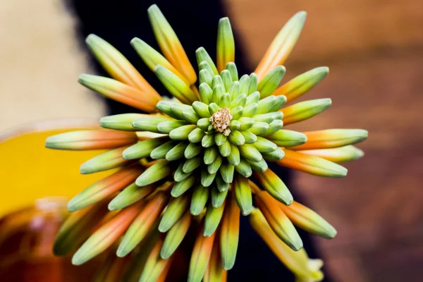 Aloe vera fiore — Foto Stock
