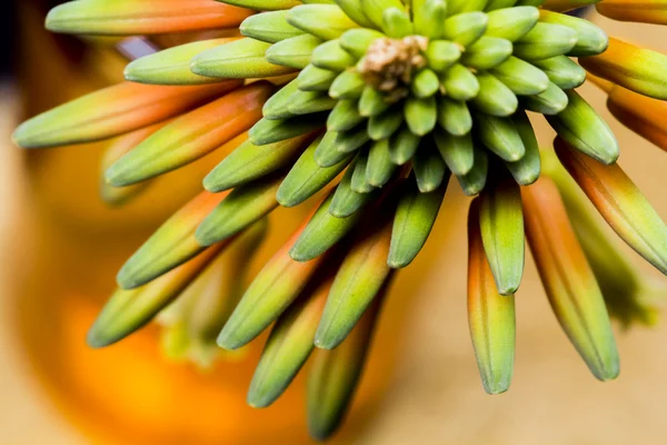 Aloe vera fiore — Foto Stock