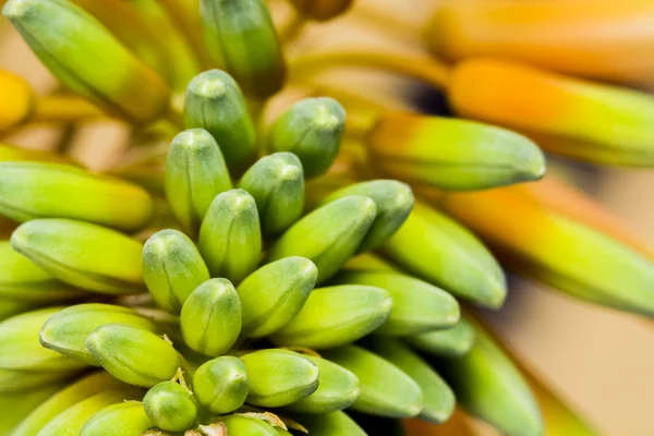 Aloe vera fiore — Foto Stock