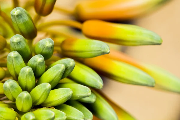 Aloe vera květ — Stock fotografie