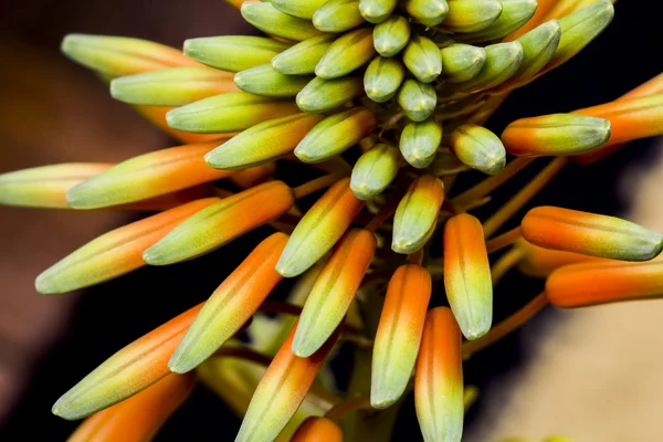 Aloe vera λουλούδι — Φωτογραφία Αρχείου