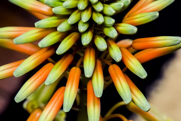 Aloe vera λουλούδι — Φωτογραφία Αρχείου