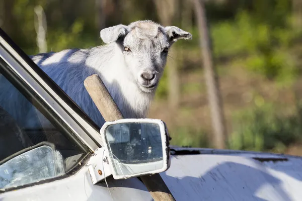 Retrato de cabra bebê com um carro enferrujado — Fotografia de Stock