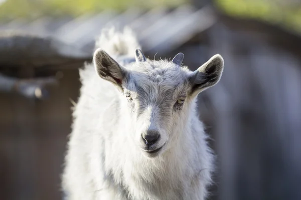 Retrato de cabra bebé — Fotografia de Stock