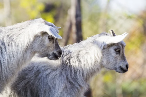 Retrato de cabras bebé — Fotografia de Stock