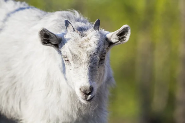 Retrato de cabra bebé — Fotografia de Stock