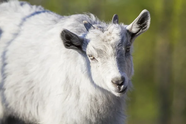 Retrato de cabra bebé — Fotografia de Stock