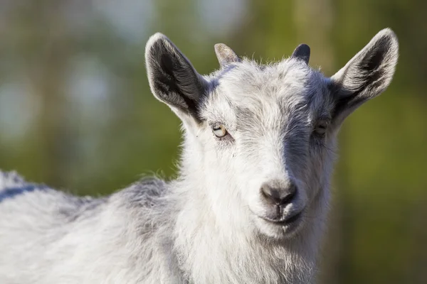 Retrato de cabra bebé — Fotografia de Stock