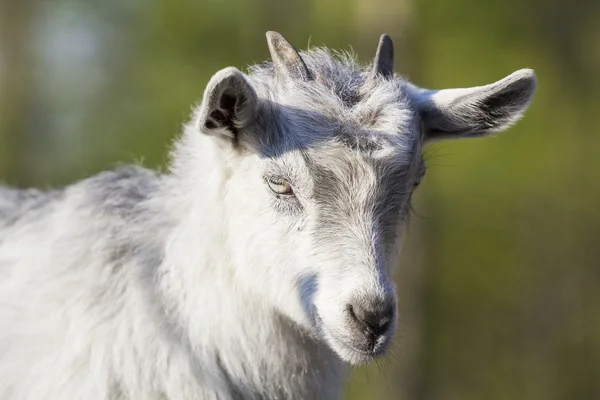 Retrato de cabra bebé — Fotografia de Stock