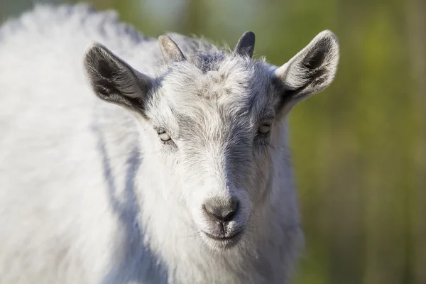 Retrato de cabra bebé — Fotografia de Stock