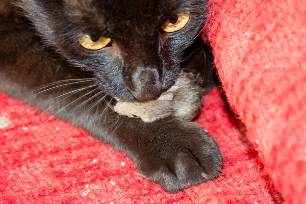 Chat noir patte et souris — Photo