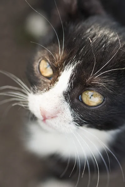 Kočka portrét — Stock fotografie