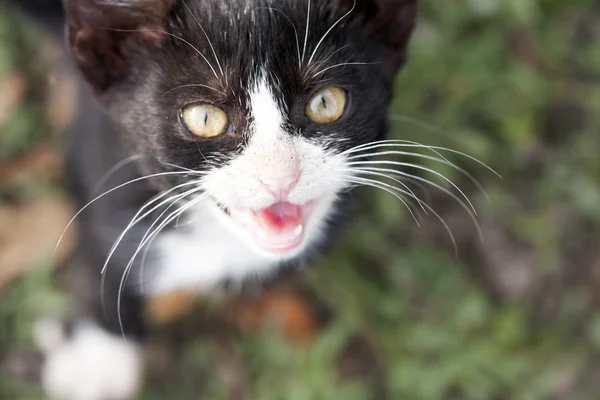 Meowing kedi — Stok fotoğraf