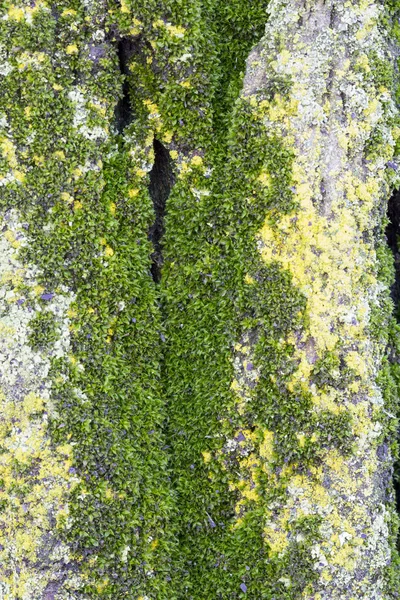 Ağaç kabuğu yosun ve likenler ile — Stok fotoğraf