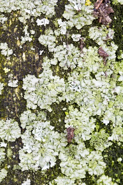 Кора дерева з мохом і лишайниками — стокове фото