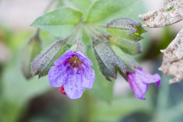Lungwort bitki çiçek — Stok fotoğraf