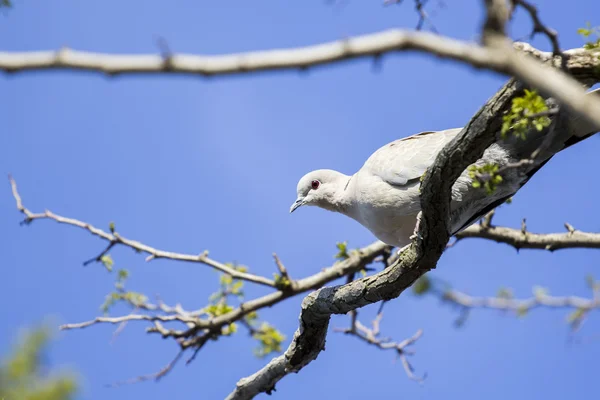 Mourning Doves — Stock Photo, Image