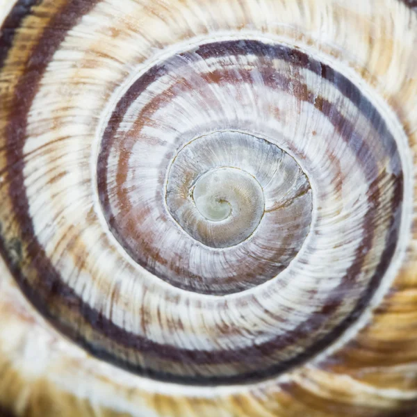 Orchard snail (Helix pomatia) — Stock Photo, Image