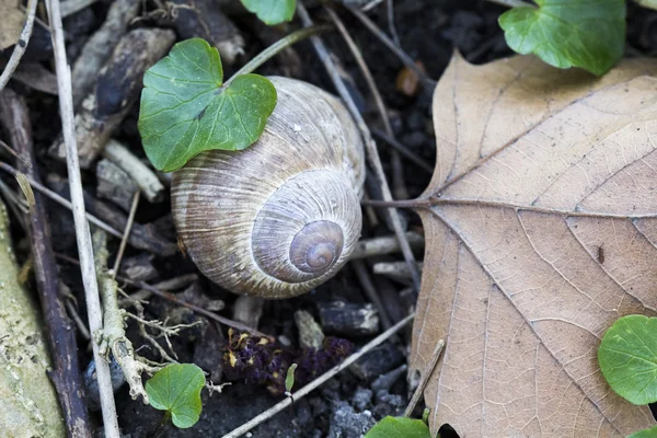 Orchard snail (Helix pomatia) — Stock Photo, Image