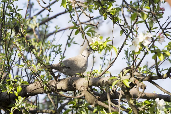 Palomas de luto —  Fotos de Stock