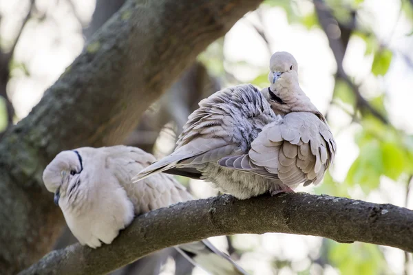 Mourning Doves — Stock Photo, Image