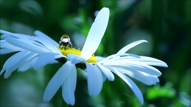 Λουλούδια μαργαρίτα και έντομα — Αρχείο Βίντεο
