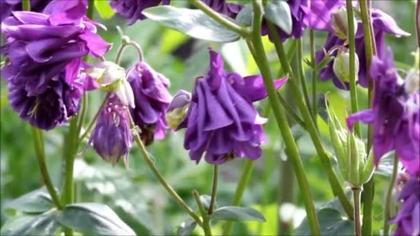 Columbine fleur et vent soufflant — Video