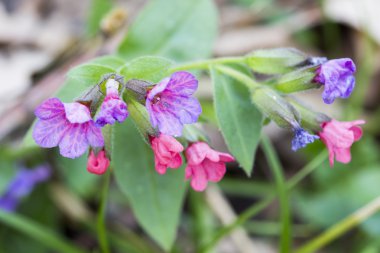 lungwort bitki çiçek