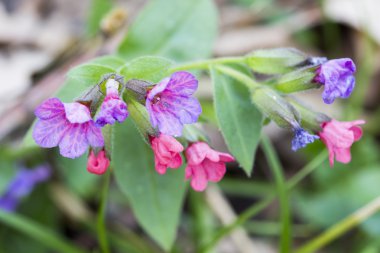 Lungwort plant with flowers clipart