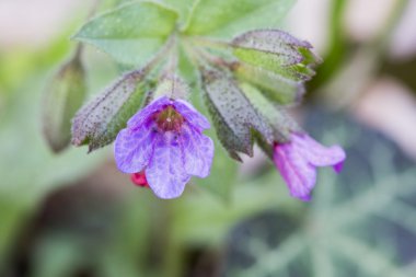 lungwort bitki çiçek