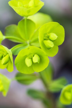 vahşi yeşil çiçekler