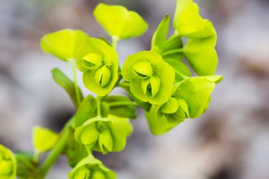 vahşi yeşil çiçekler