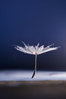 karahindiba tohumları