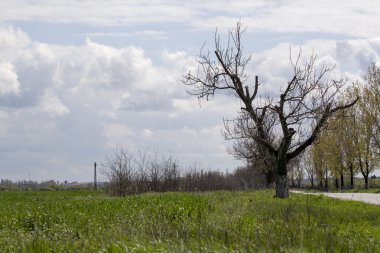 Bulutlu kırsal alan