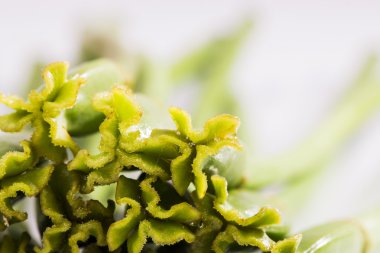 Lale dibekler ile soyut kompozisyon