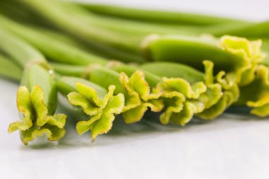 Lale dibekler ile soyut kompozisyon