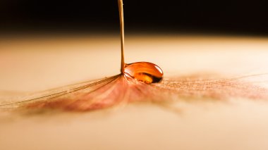 karahindiba tohumları