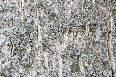 Ağaç kabuğunda yeşil yosun