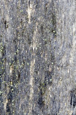 Ağaç kabuğunda yeşil yosun