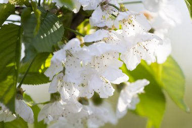 kiraz ağacı dalları