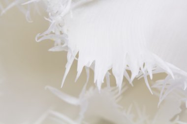 detayları ile Beyaz Lale