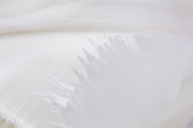 detayları ile Beyaz Lale